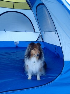 Welcome to MY tent!