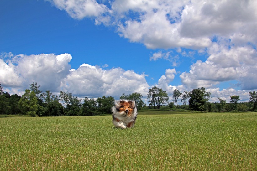 Pretty clouds...and a sheltie.