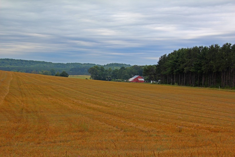 Fields of grain.