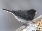 Internet photo of Junco.  Not here yet.  Thank goodness.