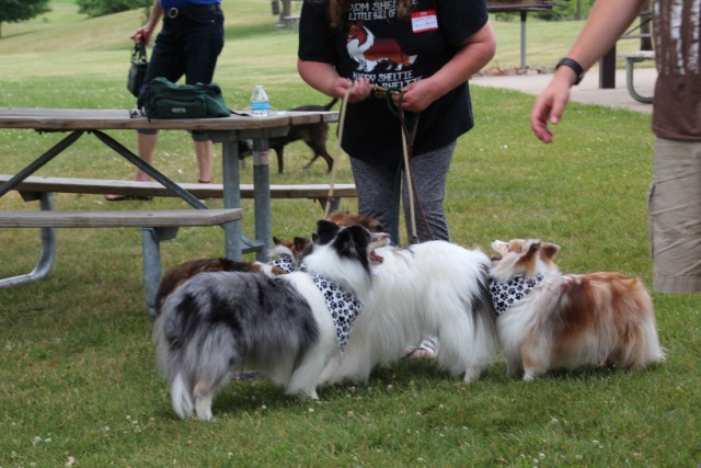 One lady. Lots of shelties.