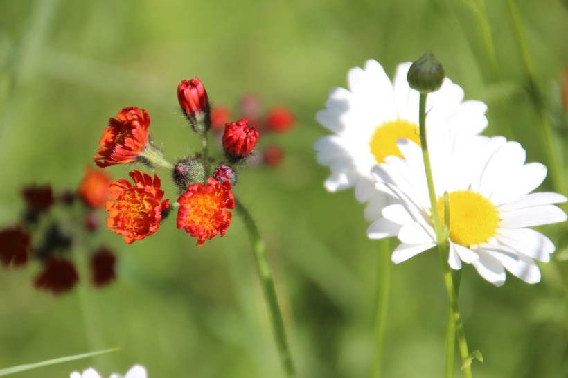 Indian paintbrush and daisies.