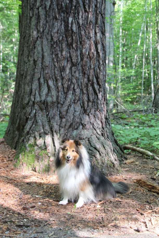Everything is bigger than me in this woods!