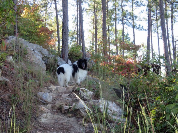 Reilly on my mountain.  (picture by his mom)